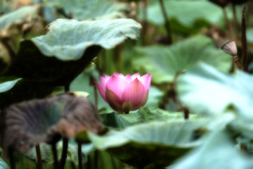The pink lotus is surrounded by green lotus leaves.