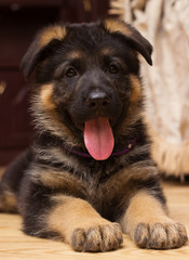 German Shepherd puppy at home
