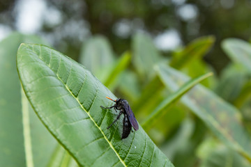 Black insect on a leaf in the garden.
