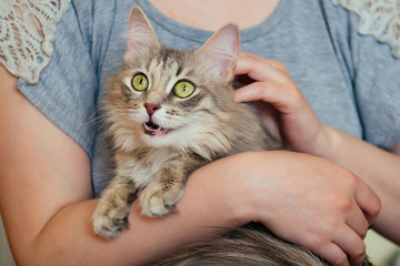 a beautiful cat is sitting on the hands of a girl. Love between man and animal