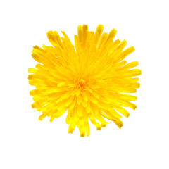 Obraz premium Flower yellow dandelion isolated on a white background. Flat lay, top view