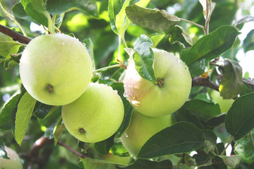 Apple tree