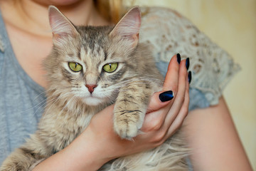 a beautiful cat is sitting on the hands of a girl. Love between man and animal