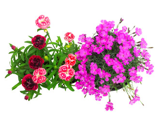 Flowers carnation isolated on white background. Flat lay, top view