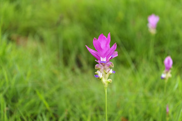 Pink Krachai flowers blooming in season with sunshine grow in Chaiyaphum, Thailand.