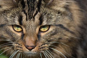 Closeup Lion Maine Tabby Cat Kitten