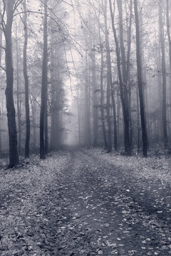 Fototapeta Mystical condition of a forest in the early morning