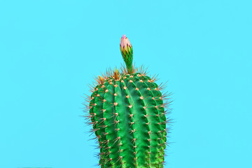 Fashion Cactus with flower in Trendy Color.Minimal