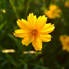 Flower of a yellow daisy in the garden against the background of sunset and sun