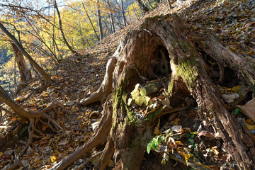 両神山の秋の登山道