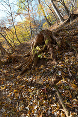 Fototapeta na wymiar 両神山の秋の登山道