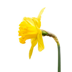 Yellow daffodil flower isolated on white background. Flat lay, top view © Flower Studio