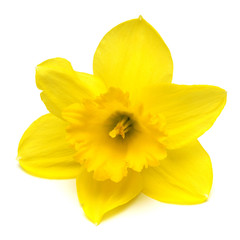 Yellow daffodil flower isolated on white background. Flat lay, top view