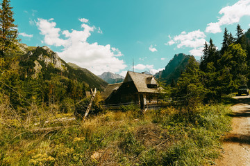 forest in the mountain