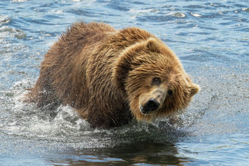 Kodiak Bear