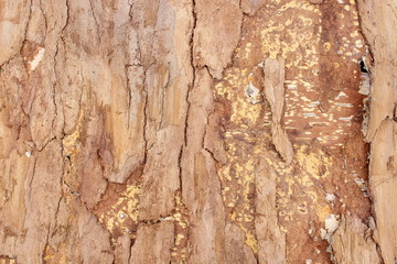 Tree bark background
