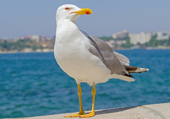 White and grey seagull © AVD