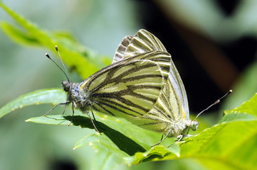 Apollofalter