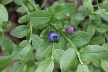 Blueberries on a bush