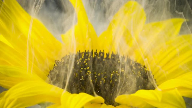 Amazing spreading of paint on a beautiful sunflower against black background.