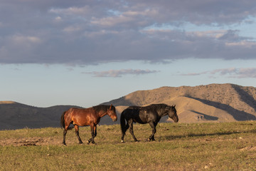 Fototapeta na wymiar Wild Horses in the Utah Desert in Summer