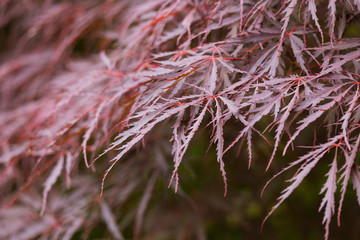 A beautiful red leaves of a maple tree in London park. Natural background.