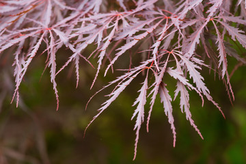 A beautiful red leaves of a maple tree in London park. Natural background.