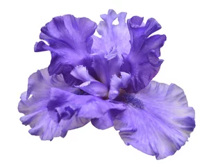 Acrylic prints Iris Blooming iris flower isolated on white background. Summer. Spring. Flat lay, top view. Love. Valentine's Day