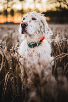 An English setter stands in a field at dawn
