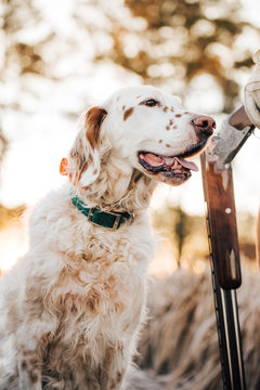 An English setter stands in a field at dawn
