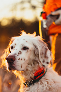 An English setter and a hunter stand in a field at dawn