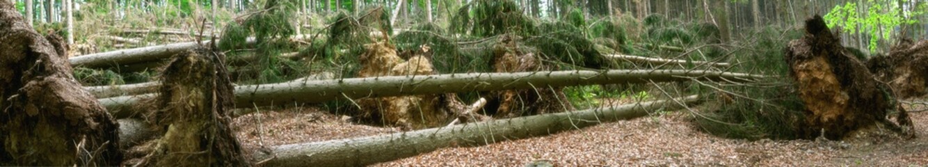 Sturmschaden- Entwurzelte Bäume im Wald