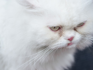 animal pet and hobby concept from close up face of white persian cat with yellow eye walk and enjoy in garden with soft focus background