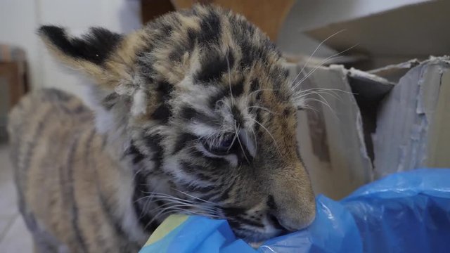 Close-up of a baby Siberian Tiger cub exploring in a house