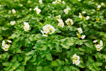 White flowers of blooming potatoes at selective focus on a blurred background of potato plantation