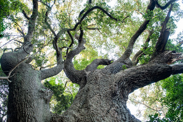 A huge oak tree in an old growth maritime forest