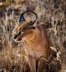 Carolol cat looks scans his surroundings