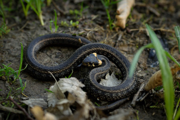 Natrix, Snake, Colubridae in the forest, close up.