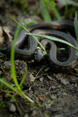 Natrix, Snake, Colubridae in the forest, close up.