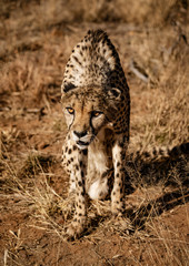 Cheetah sits on his haunches