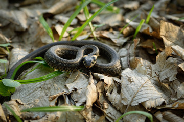 Natrix, Snake, Colubridae in the forest, close up.