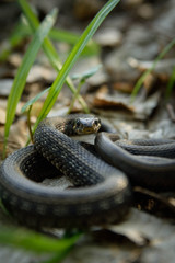 Natrix, Snake, Colubridae in the forest, close up.