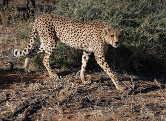 Cheetah walks slowly across desert scrub