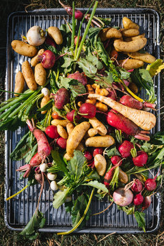Greens and root vegetables for cooking under the hog