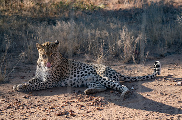 Leopard lying down in the dirt