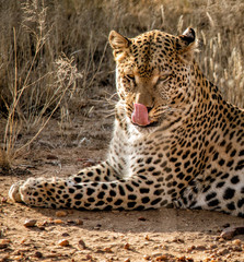 Profile of a leopard licking his own face