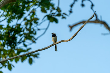 Bird sitting on a tree branch