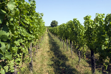 Fototapeta na wymiar Rangées de vignes en Alsace