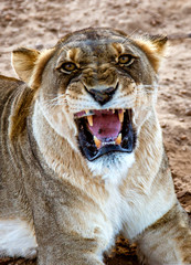 Female lion growls towards the camera
