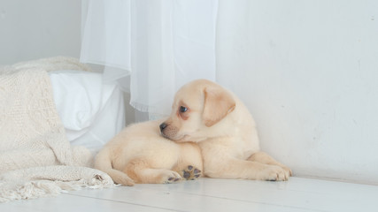 Pretty labrador puppy rests on a white floor in the room